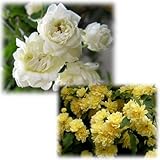 モッコウバラ：黄花・白花八重3～3.5号ポット2株セット[フェンスやトレリスに人気]