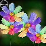 Amazing Rainbow Coreopsis, 50 Seeds, rare cosmos chrysanthemum home garden flowers TS229T