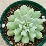 クラウド 7.5cmポット エケベリア Echeveria Cloud 福岡県産 多肉植物 多肉 観葉植物 インテリアグリーン 寄せ植えに