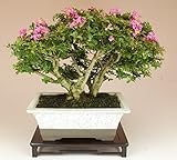 いよじ園 [] 姫サルスベリ/百日紅（小品盆栽） 【花物盆栽】