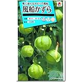 風船かずら 種子 （育苗可能本数：およそ10本) 2.5ml