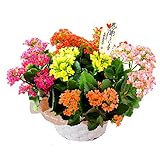 花由 敬老の日 ギフト 限定　カランコエ5色植え6号サイズ