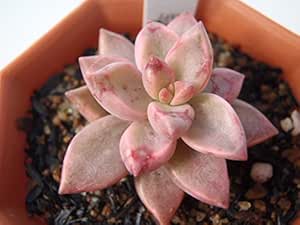 Amazon かわいいサイズの多肉植物 グラプトペタルム ピーチ姫 ブロンズ姫錦 6cmポット 観葉植物 オンライン通販