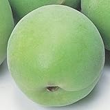 国華園　果樹苗　ウメ　豊後(大梅)　1株【※発送が国華園からの場合のみ正規品です】