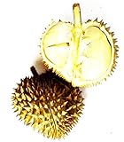 ドリアン Thai Durian Durio zibethinus 5 Seeds タイ庭園 Thai Garden