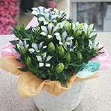 秋の花　リンドウ 白寿 かご付き　白とブルのコントラストが美しい大輪系の花 りんどう鉢植え