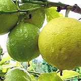 オレンジ 苗木 ベルガモット 15cmポット苗 オレンジ 苗