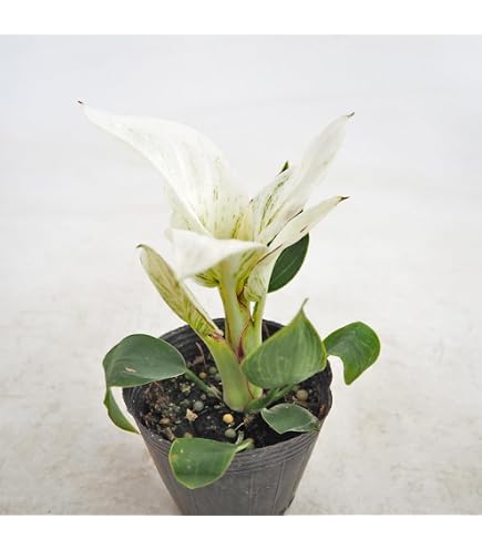 Amazon｜アグラオネマ ニティドゥム カーティシー 2｜観葉植物
