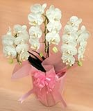 生花 ミディ胡蝶蘭ホワイト 3本立て