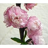 ニワザクラ（庭桜）：赤（ピンク）花4.5号ポット[八重の可憐な花を咲かせる低木]