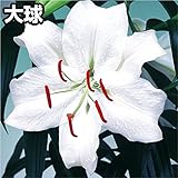 国華園　ユリ　花ユリ　大球　カサブランカ　5球【※発送が国華園からの場合のみ正規品です】