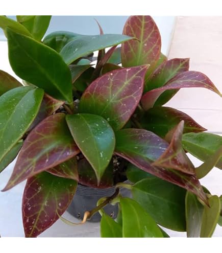 Amazon.co.jp: Hoya inflata ホヤ インフラータ 希少 抜き苗 : DIY