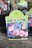 【庭木苗】【接木】　花梅　ピンク梅　一年生　【送料込価格】