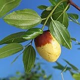 一才ナツメ3号ポット[若木のうちからよく実がつく！] ノーブランド品