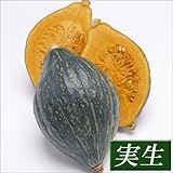 国華園　実生野菜苗　カボチャ　F1ロロン　10株【※発送が国華園からの場合のみ正規品です】