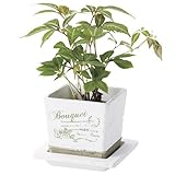 レタープランター ミニ植木鉢 キューブ型 受皿付き 3号用 ホワイト 白