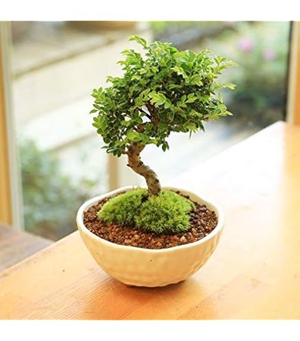 盆栽 六角堂柳【現品】(3064） 六角堂柳 | 盆栽、盆栽書籍、盆栽鉢の