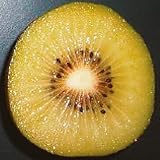 キウイフルーツ苗木(メス)　東京ゴールド