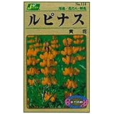 Amazon タキイ種苗 ルピナス黄花ルピナス 花 Amazon タキイ種苗 ルピナス黄花ルピナス 花
