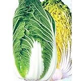 白菜 苗 あきめき 5ポットセット ハクサイ