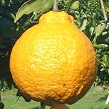 みかん 苗木 不知火 13.5cmポット苗 しらぬい ミカン 苗 蜜柑