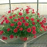 宿根草 栄養系 【 マーガレット ウォーターメロン 】 １株