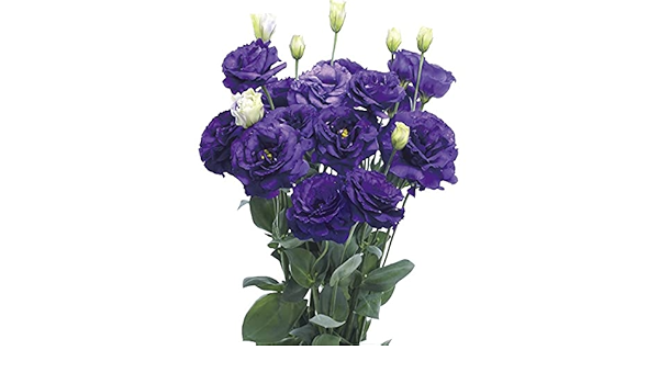 Amazon 国華園 種 花たね トルコキキョウ F1ダイアナブルー 1袋 25粒 第4種郵便 21年秋商品 花