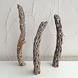 サボテンの骨　小　長さ36～45ｃｍ ノーブランド品