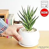 LAND PLANTS サンスベリア フランシシー白色丸型陶器鉢