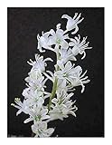 Lachenalia angelica - hyacinth - 3 seeds