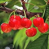 国華園　果樹苗　サクランボ　紅ゆたかPウイルスフリー　3株【※発送が国華園からの場合のみ正規品です】