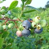 ブルーベリー苗木　スタンレー＜ハイブッシュ系＞