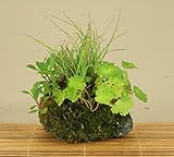 いよじ園 （草物盆栽） 屋久島ススキ他 寄せ 石付 （いよじ園）