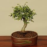小品盆栽:黄金けやき (瀬戸焼小鉢)
