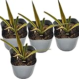 パイナップル(ソフトタッチ種)苗4鉢セット