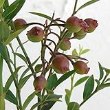 ビルベリー 5号ポット[野生のブルーベリーの仲間] ノーブランド品