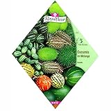 [春～初夏まき トゲトゲや縞入りのユニークな観賞用ウリのタネ]ククミス（デコラティブフルーツ）　 ノーブランド品