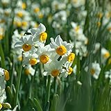 LORIAJP 水仙 種子 100pcs/パッケージ 植物種子 入り中庭 ホーム/ガーデン植物