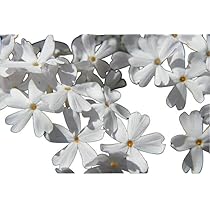 Amazon | 芝桜 （ シバザクラ ） モンブランホワイト 3号ポット