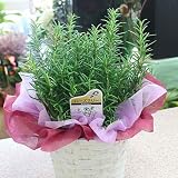 ローズマリー鉢植え 爽やかな香りのする植物 ハーブ 花 ギフト