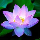 PeachPuff：ダビツ蓮の花の種子の水生植物盆栽ロータスの種子の家庭の多年生植物 - （色：PeachPuff）