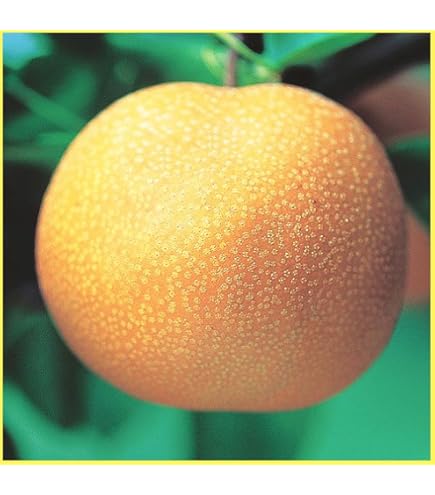 秋月 梨の苗木 約140 CM実付き akiduki.jpg