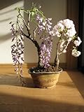 藤と桜の寄せ植え盆栽　春に咲く鉢花寄せ植え