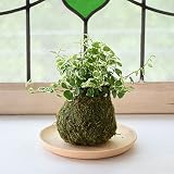 【選べる仕立て】苔玉プミラ／ココボールプミラ 常滑焼受け皿付 (Ａ：苔玉仕立て, ２：ベージュ)