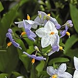 国華園　山野草　ヤマホロシ　紫　2株【※発送が国華園からの場合のみ正規品です】