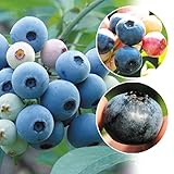 国華園　果樹苗　ブルーベリー　大粒ラビットアイ系セット　　3種3株【※発送が国華園からの場合のみ正規品です】