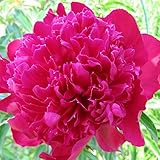 シャクヤク（ピオニー）：カールローゼンフィールド裸苗袋詰め[芍薬]