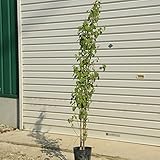 お手頃価格で新登場！　庭木：桂の木（カツラの木）　寄せ植え！　樹高：約120ｃｍ