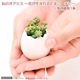 (観葉)私のオアシス ～恋が生まれるたまごチビ 多肉1種～(1鉢)(説明書付) 本州・四国限定[生体]