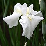 【2018年春～　開花見込み株】【山野草】花菖蒲「富士川」